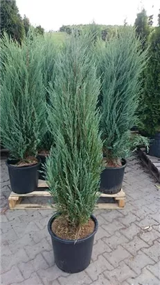 Wacholder 'Blue Arrow' - Juniperus scopulorum 'Blue Arrow'