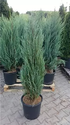 Wacholder 'Blue Arrow' - Juniperus scopulorum 'Blue Arrow'