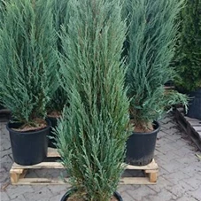 Juniperus scopulorum 'Blue Arrow', C 25 125- 150