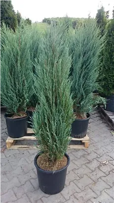 Wacholder 'Blue Arrow' - Juniperus scopulorum 'Blue Arrow'