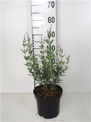 Blauraute 'Blue Spire' - Perovskia atriplicifolia 'Blue Spire'