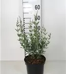 Blauraute 'Blue Spire' - Perovskia atriplicifolia 'Blue Spire' Blauraute 'Blue Spire' - Perovskia atriplicifolia 'Blue Spire'