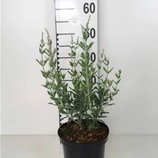 Perovskia atriplicifolia 'Blue Spire', C 3 30- 40 Perovskia atriplicifolia 'Blue Spire', C 3 30- 40