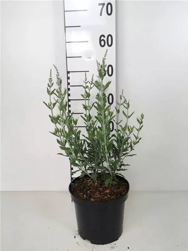 Blauraute 'Blue Spire' - Perovskia atriplicifolia 'Blue Spire'