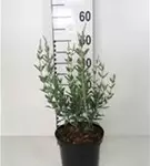 Blauraute 'Blue Spire' - Perovskia atriplicifolia 'Blue Spire'