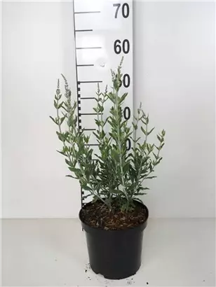 Blauraute 'Blue Spire' - Perovskia atriplicifolia 'Blue Spire'