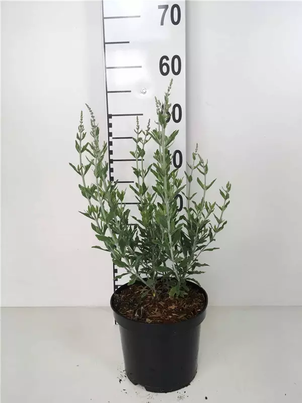 Blauraute 'Blue Spire' - Perovskia atriplicifolia 'Blue Spire'