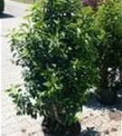 Portug.Lorbeerkirsche 'Angustifolia' - Prunus lusitanica 'Angustifolia' - Heckenpflanzen