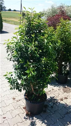 Portug.Lorbeerkirsche 'Angustifolia' - Prunus lusitanica 'Angustifolia' - Heckenpflanzen