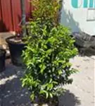 Portug.Lorbeerkirsche 'Angustifolia' - Prunus lusitanica 'Angustifolia' - Heckenpflanzen