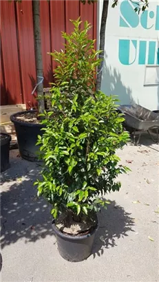 Portug.Lorbeerkirsche 'Angustifolia' - Prunus lusitanica 'Angustifolia' - Heckenpflanzen