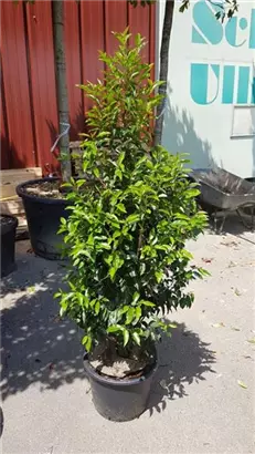 Portug.Lorbeerkirsche 'Angustifolia' - Prunus lusitanica 'Angustifolia' - Heckenpflanzen
