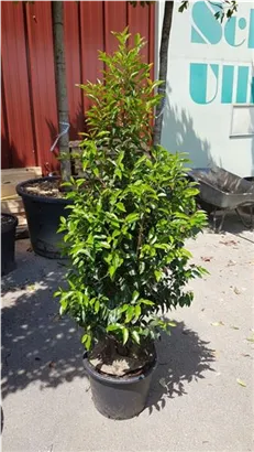 Portug.Lorbeerkirsche 'Angustifolia' - Prunus lusitanica 'Angustifolia' - Heckenpflanzen