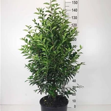 Prunus lusitanica 'Angustifolia' - Heckenpflanzen, C 20 100- 120