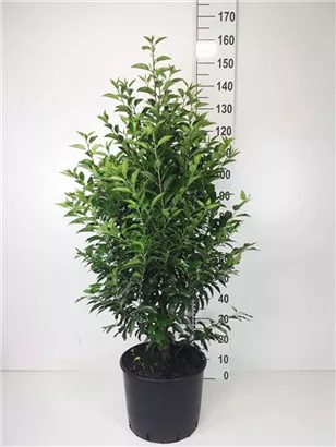 Portug.Lorbeerkirsche 'Angustifolia' - Prunus lusitanica 'Angustifolia' - Heckenpflanzen