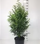 Portug.Lorbeerkirsche 'Angustifolia' - Prunus lusitanica 'Angustifolia' - Heckenpflanzen