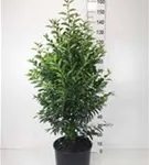 Portug.Lorbeerkirsche 'Angustifolia' - Prunus lusitanica 'Angustifolia' - Heckenpflanzen