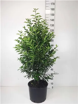 Portug.Lorbeerkirsche 'Angustifolia' - Prunus lusitanica 'Angustifolia' - Heckenpflanzen