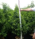 Portug.Lorbeerkirsche 'Angustifolia' - Prunus lusitanica 'Angustifolia' - Heckenpflanzen