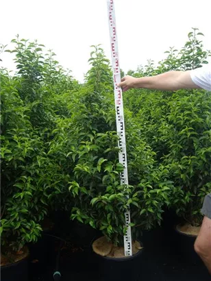 Portug.Lorbeerkirsche 'Angustifolia' - Prunus lusitanica 'Angustifolia' - Heckenpflanzen