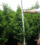 Portug.Lorbeerkirsche 'Angustifolia' - Prunus lusitanica 'Angustifolia' - Heckenpflanzen