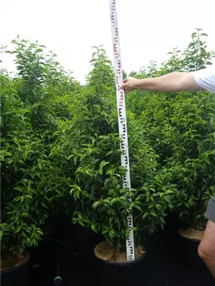 Portug.Lorbeerkirsche 'Angustifolia' - Prunus lusitanica 'Angustifolia' - Heckenpflanzen