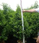 Portug.Lorbeerkirsche 'Angustifolia' - Prunus lusitanica 'Angustifolia' - Heckenpflanzen