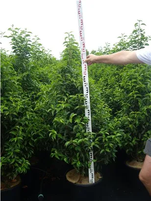 Portug.Lorbeerkirsche 'Angustifolia' - Prunus lusitanica 'Angustifolia' - Heckenpflanzen