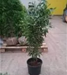 Portug.Lorbeerkirsche 'Angustifolia' - Prunus lusitanica 'Angustifolia' - Heckenpflanzen