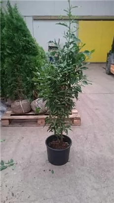 Portug.Lorbeerkirsche 'Angustifolia' - Prunus lusitanica 'Angustifolia' - Heckenpflanzen
