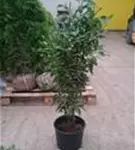 Portug.Lorbeerkirsche 'Angustifolia' - Prunus lusitanica 'Angustifolia' - Heckenpflanzen
