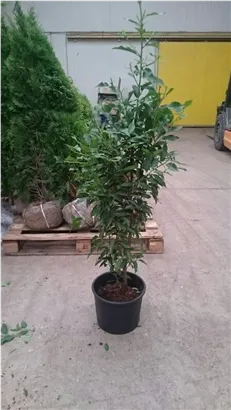 Portug.Lorbeerkirsche 'Angustifolia' - Prunus lusitanica 'Angustifolia' - Heckenpflanzen