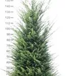 Heimische Eibe - Taxus baccata - Heckenpflanzen