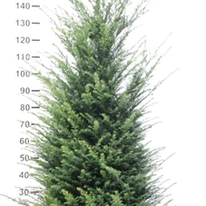 Taxus baccata - Heckenpflanzen, mB - Aktion 140- 160