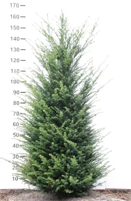 Heimische Eibe - Taxus baccata - Heckenpflanzen