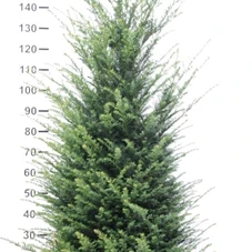 Taxus baccata - Heckenpflanzen, mB - Aktion 140- 160