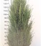 Heimische Eibe - Taxus baccata - Heckenpflanzen