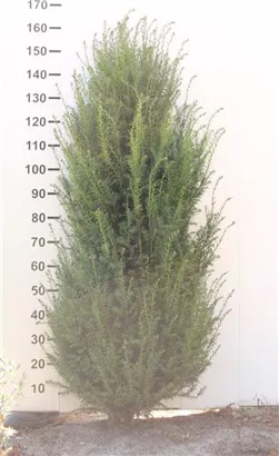 Heimische Eibe - Taxus baccata - Heckenpflanzen