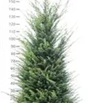 Heimische Eibe - Taxus baccata - Heckenpflanzen