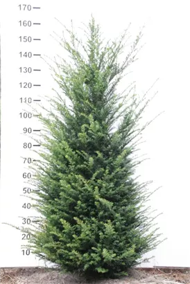 Heimische Eibe - Taxus baccata - Heckenpflanzen