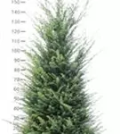 Heimische Eibe - Taxus baccata - Heckenpflanzen