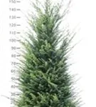 Heimische Eibe - Taxus baccata - Heckenpflanzen