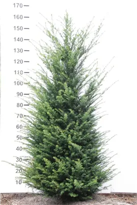 Heimische Eibe - Taxus baccata - Heckenpflanzen