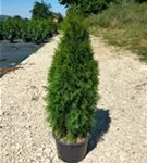 Lebensbaum 'Smaragd' - Thuja occidentalis 'Smaragd' - Heckenpflanzen