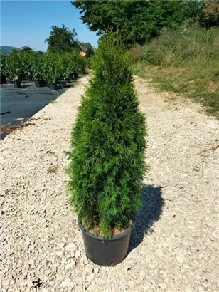 Lebensbaum 'Smaragd' - Thuja occidentalis 'Smaragd' - Heckenpflanzen