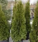 Lebensbaum 'Smaragd' - Thuja occidentalis 'Smaragd' - Heckenpflanzen