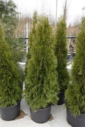 Lebensbaum 'Smaragd' - Thuja occidentalis 'Smaragd' - Heckenpflanzen