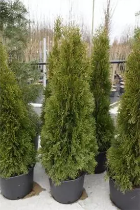 Lebensbaum 'Smaragd' - Thuja occidentalis 'Smaragd' - Heckenpflanzen