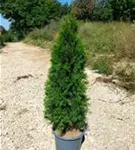 Lebensbaum 'Smaragd' - Thuja occidentalis 'Smaragd' - Heckenpflanzen