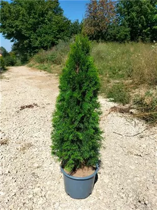 Lebensbaum 'Smaragd' - Thuja occidentalis 'Smaragd' - Heckenpflanzen